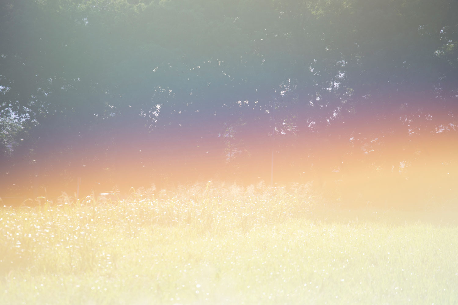 Work by Rinko Kawauchi